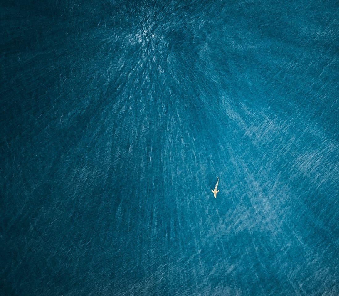 A1_Closing_The_Telemetry_Gap_AcousticReceiverArray_ArrayDesign_AcousticTelemetry_AcousticTag_TaggingSharks_TrackingNetwork_EuropeanTrackingNetwork_Howtodesignanacousticreceiverarray_ThelmaBiotel_AcousticRe