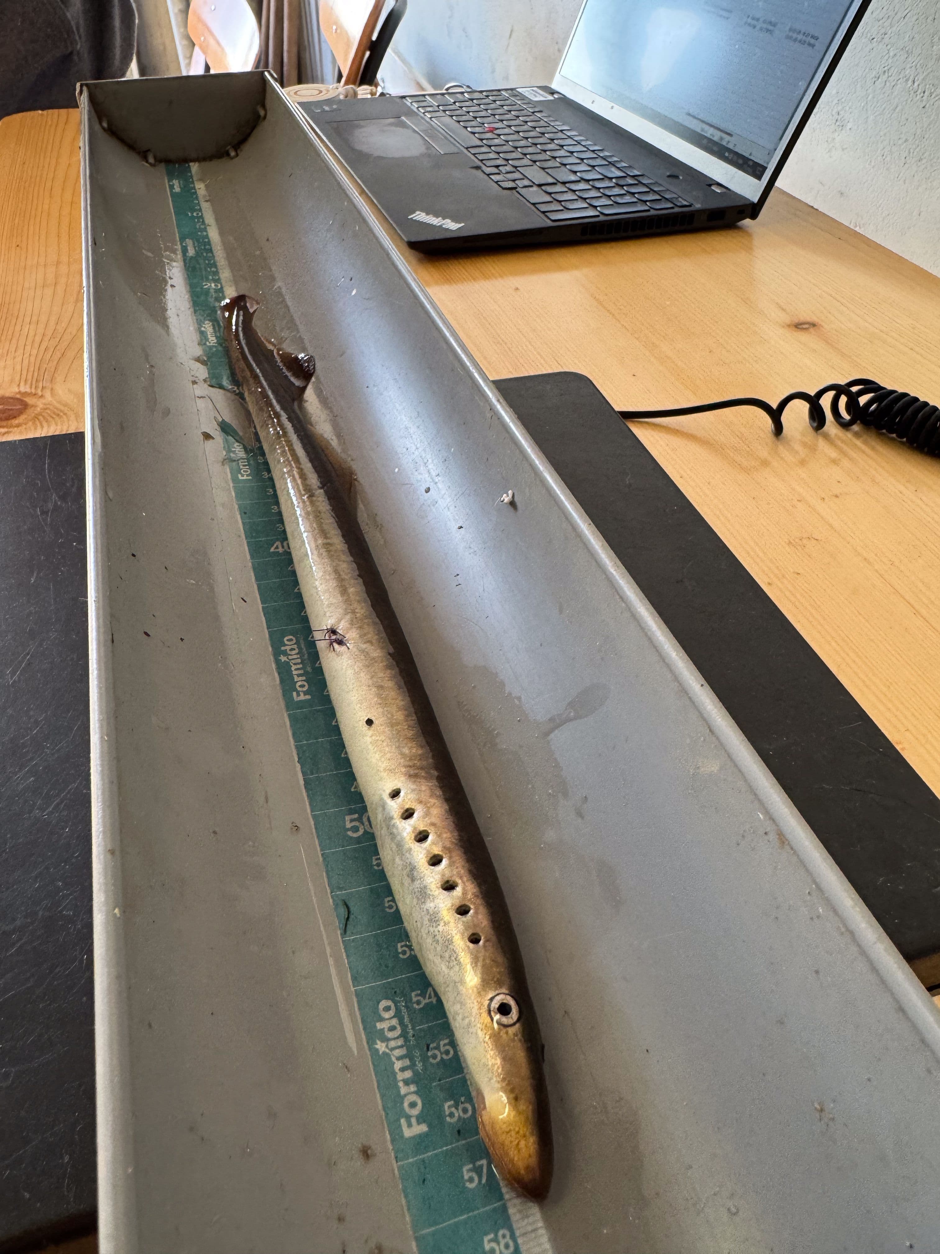 Successfully river lamprey post-surgery, ready to be released to collect movement information via its internal acoustic tag.