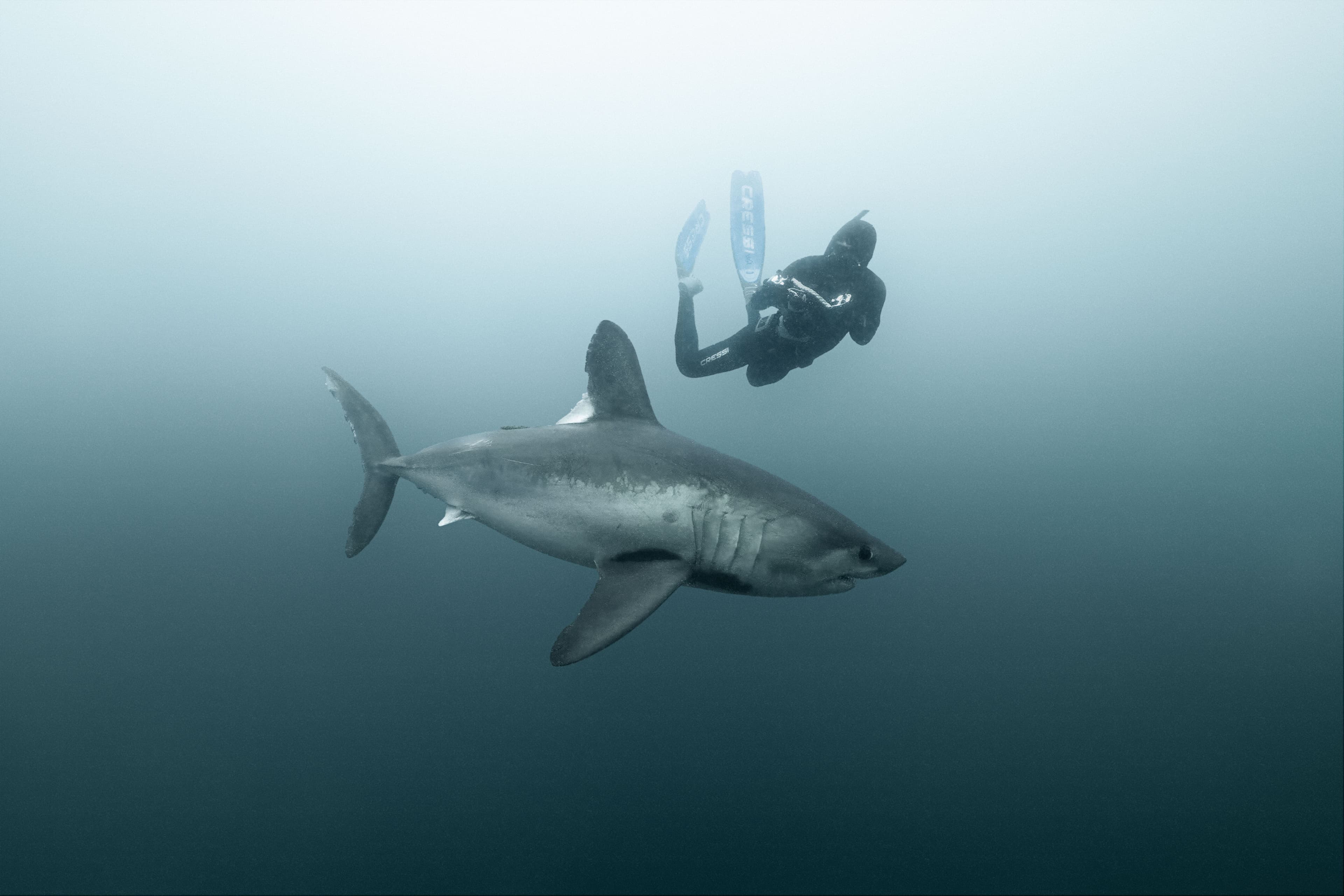 Porbeagle and freediver