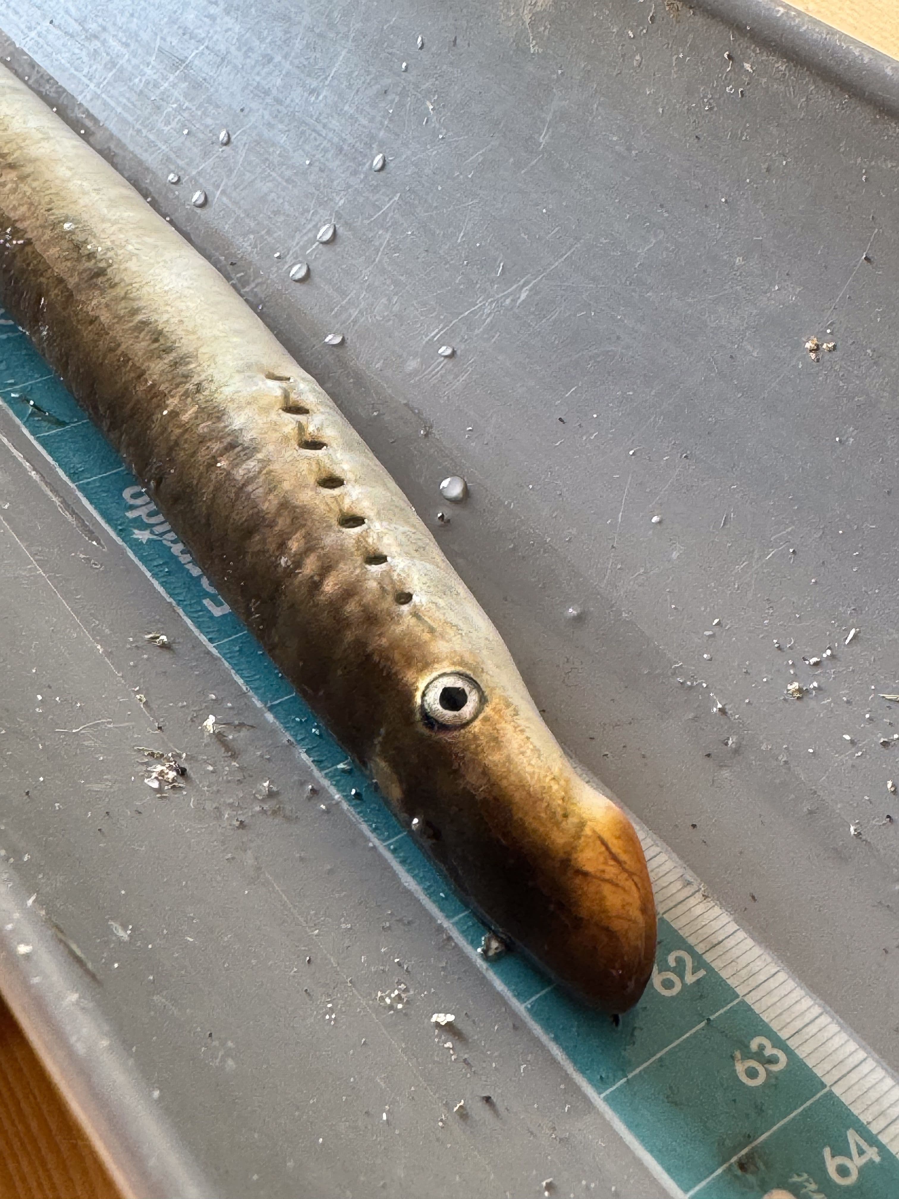 River lamprey with its characteristic 7 gill slits and round-shaped mouth. ©drtwanstoffers