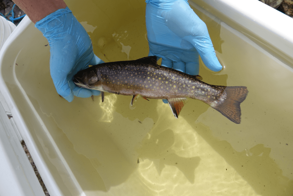 Brook Trout – Photo by: Leah Strople