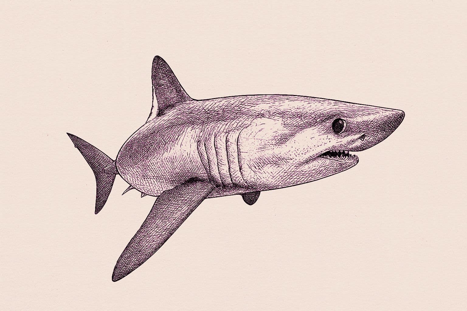 Porbeagle